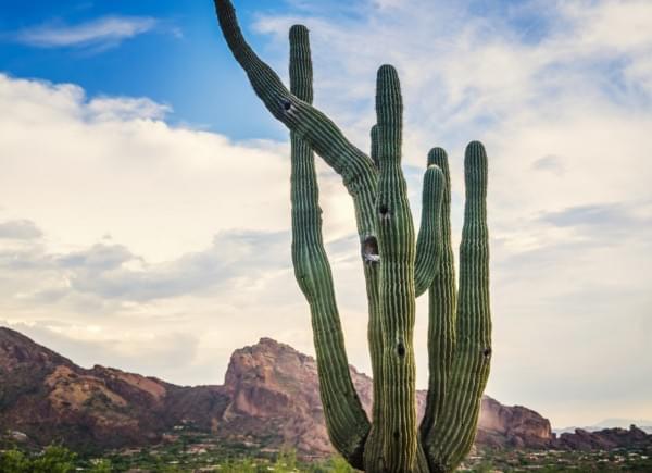 Art landscape image of Saguaro cactus tree and Camelback Mountain in background, Scottsdale,Phoenix,AZ