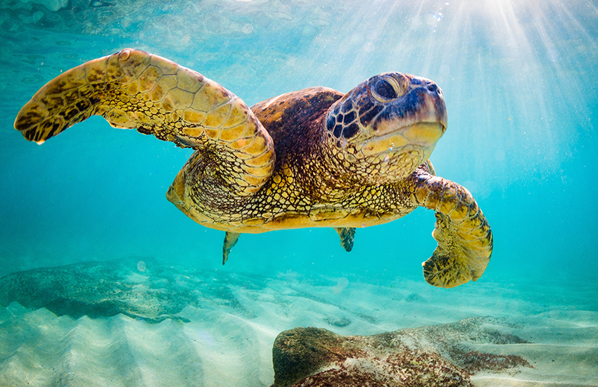 What to do in Hawaii after golfing is snorkeling