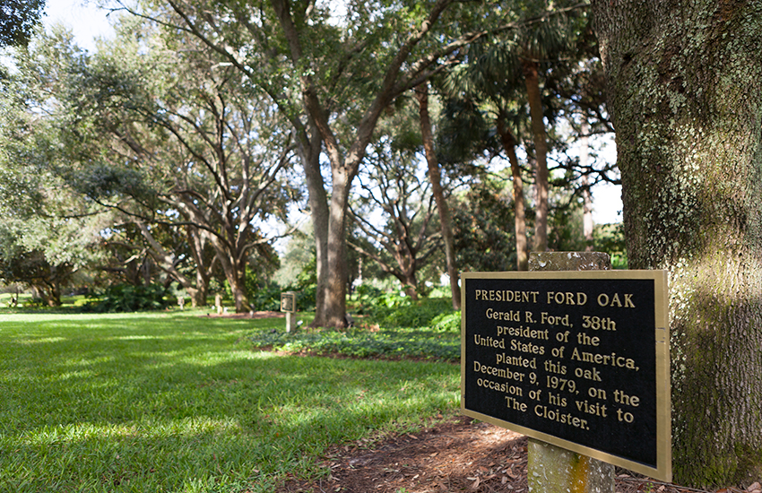 Historic oak trees at Sea Island Golf Resort