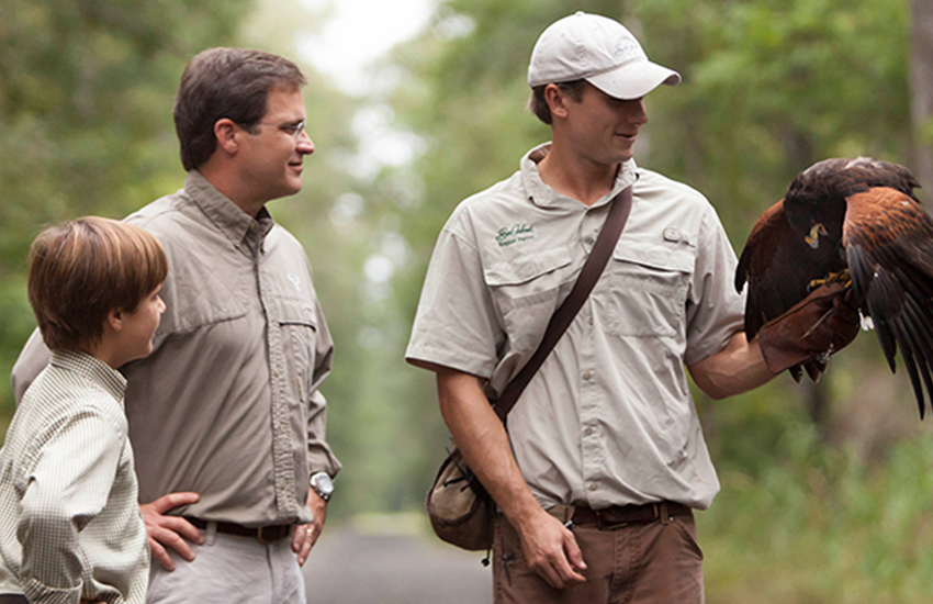 What to do at Sea Island Resort during your stay is Falconry